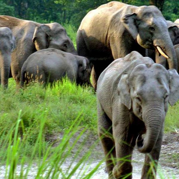 jaldapara-wildlife-sanctuary-kolkata-entry-fee-timings-holidays-reviews-header