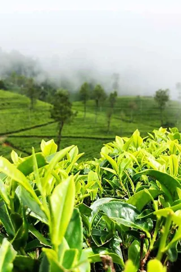 tea-garden